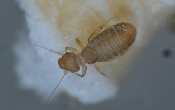 Staubläuse – Museumsschädlinge - Prävention · Monitoring · Lösungen ...