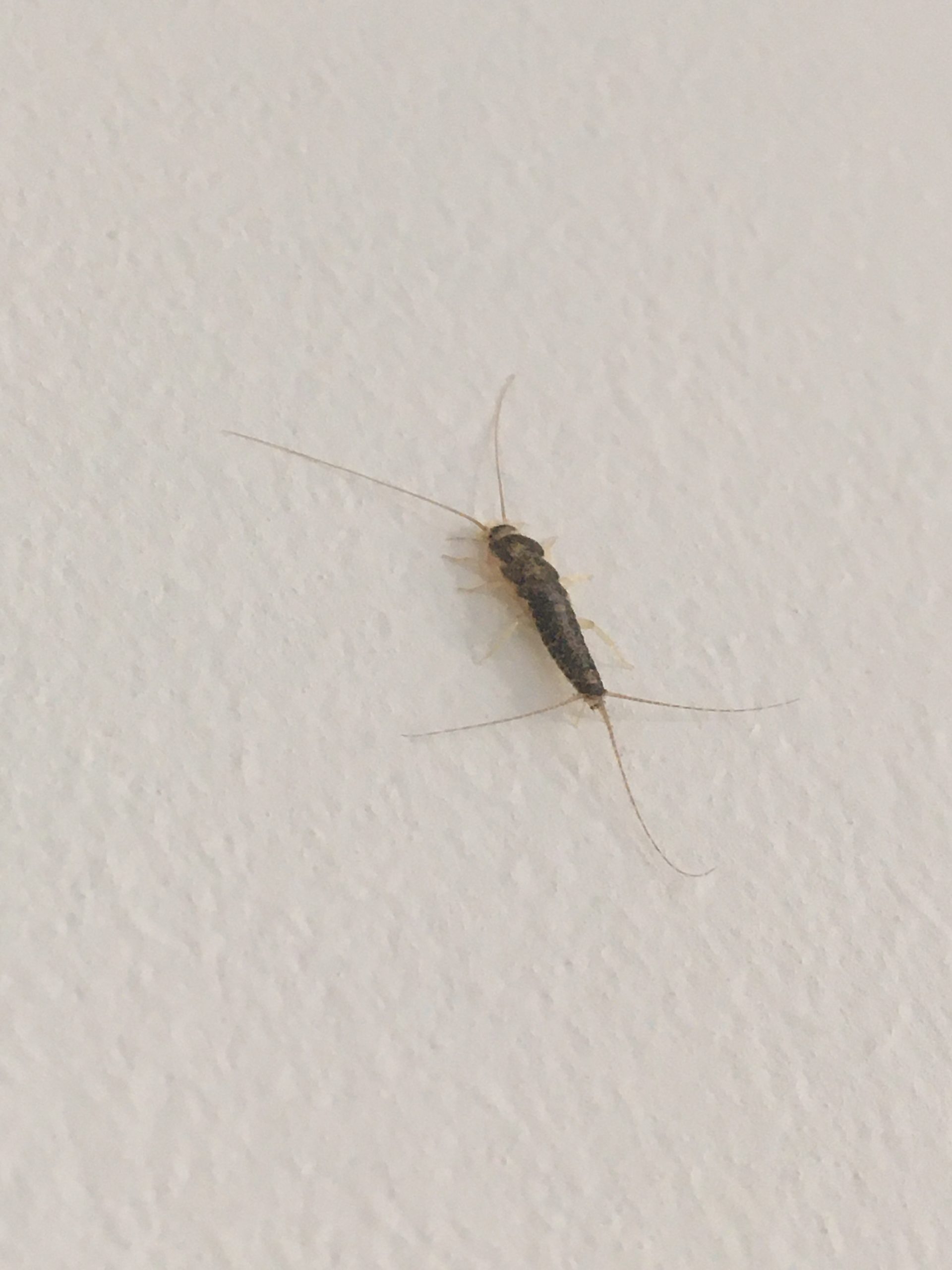 Paper Fish Insect Papierfischchen – Museumsschädlinge - Prävention · Monitoring ...